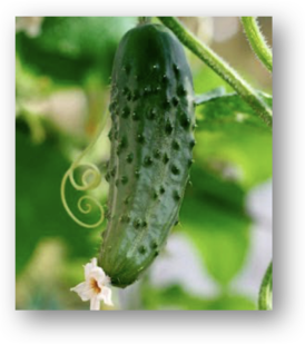 0201l67c-f7ac-274x309.png