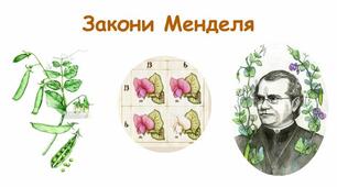 Практична робота №3. Складання схем схрещування