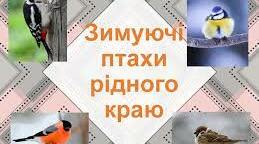Відеорозповідь. " Зимуючі птахи рідного краю. Хто чим харчується?"