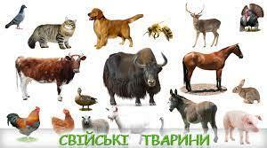 "Свійські тварини" (відеознайомство та дидактичні ігри)