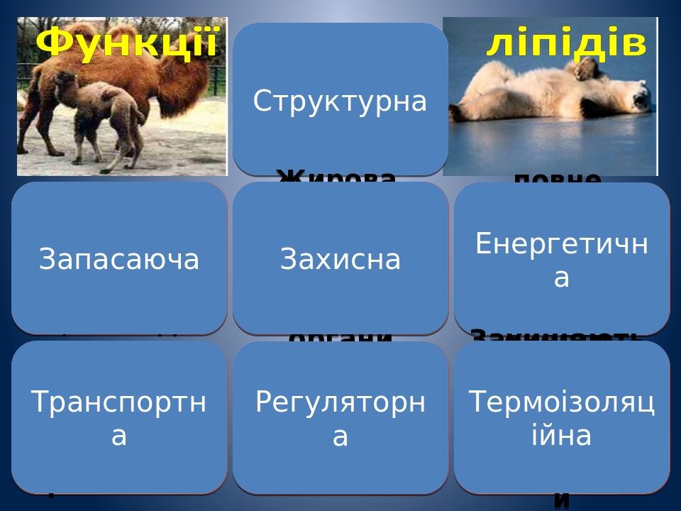 Входить до складу клітинних мембран Структурна повне окислення 1г жирів дає 38,9 кДж енергії. Енергетична при розщепленні 1 г жиру виділяється 1,1 ...