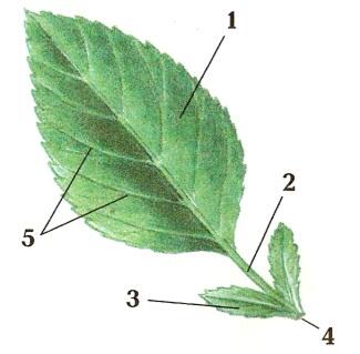 Рисунок листа биология. Листья яблони с прилистниками. Строение листа без подписей. Внешнее строение листа без подписей. Строение листа рисунок без подписей.