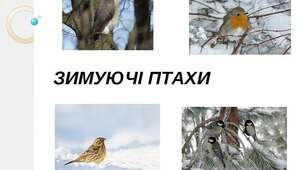 Позакласний захід з української мови на тему «Зимуючі птахи»