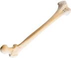 Real Human Bones for Sale | JonsBones