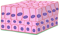 Animal tissues. Epithelium: stratified columnar. Atlas of Plant and Animal Histology