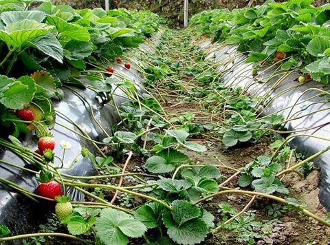 Вуса полуниці – викинути або залишити