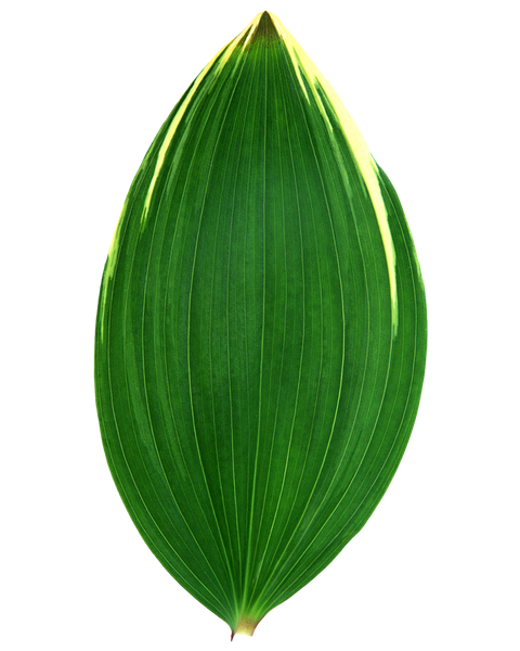0201ljby-42c0-480x600.png