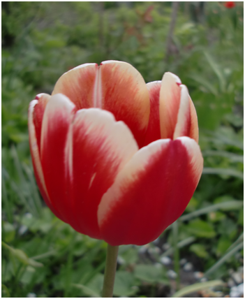 0201llbj-d7bf-351x428.png