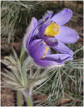 0201llbl-353c-337x428.png