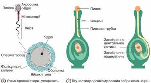Статеві клітини. Запліднення. 