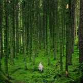 How to design a forest fit to heal the planet