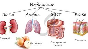 Сечовидільна система. Шкіра.