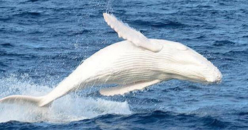 Rare White Humpback Whale Spotted Off Coast Of Australia - UNILAD