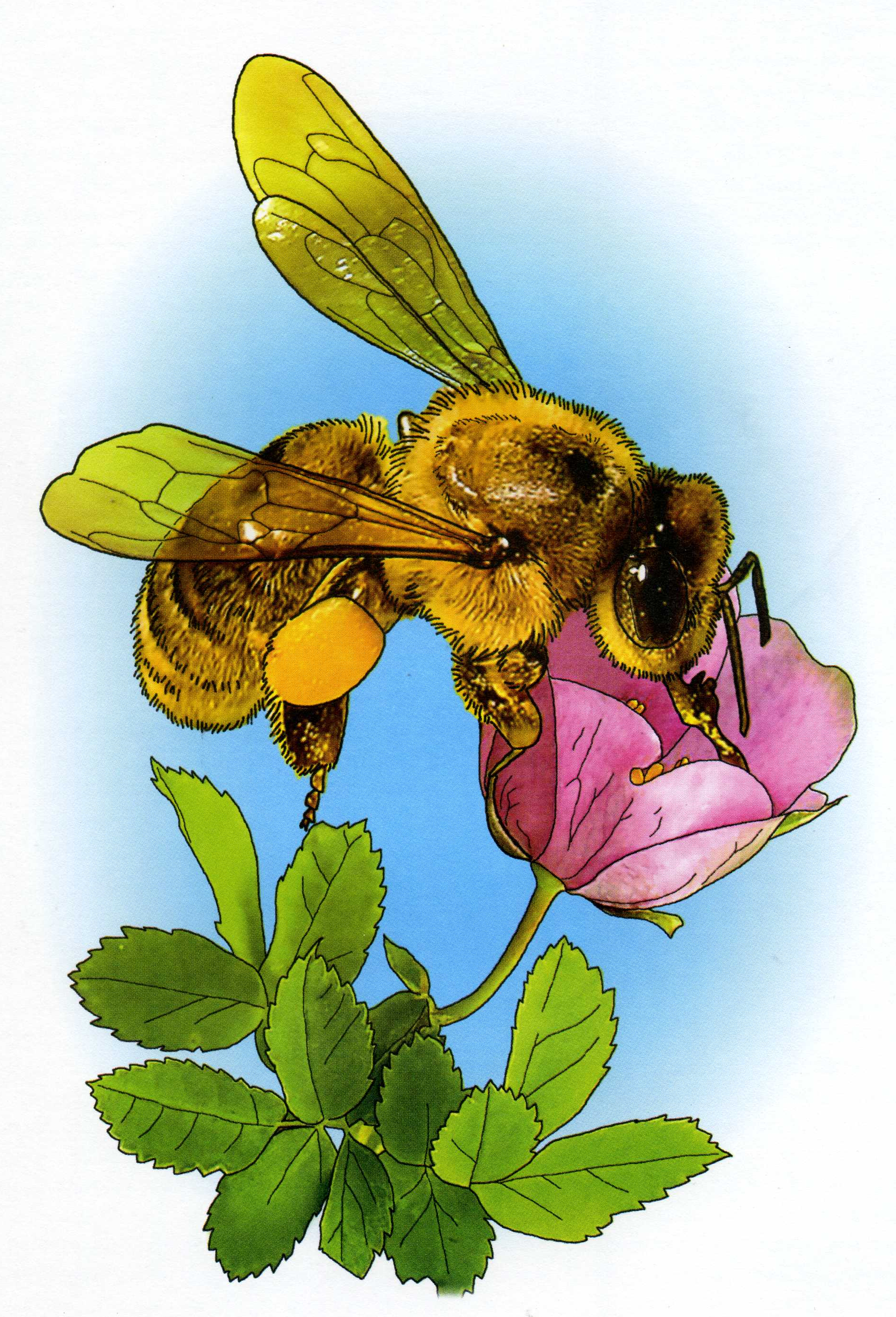 Некрасов пчелы