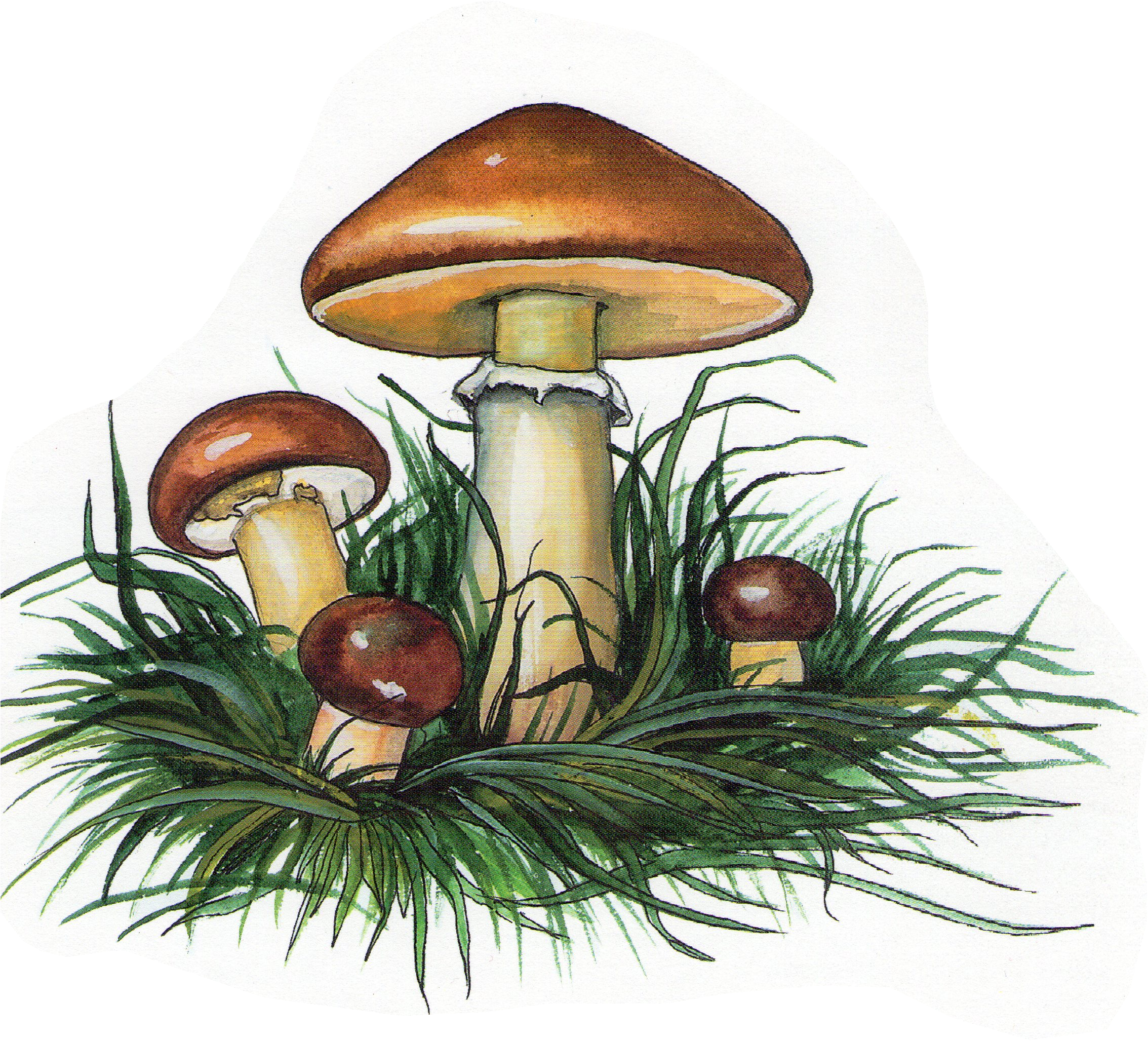Маслёнок гриб рисунок
