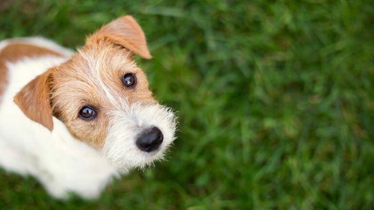 Dogs know up to 215 words and phrases, study finds | Science & Tech News | Sky News