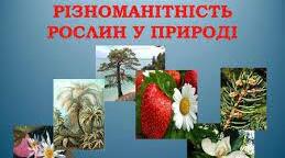 Різноманітність рослин у природі.