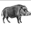 0201lsnx-b5e5-119x110.png