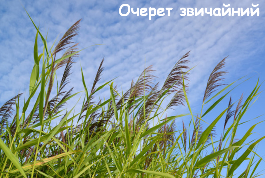 0201lt22-5548-909x609.png