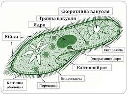 Презентація "Будова інфузорії"