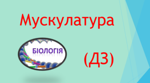 Мускулатура (ДЗ)