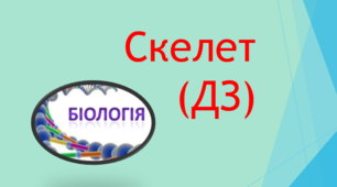 Скелет (ДЗ)