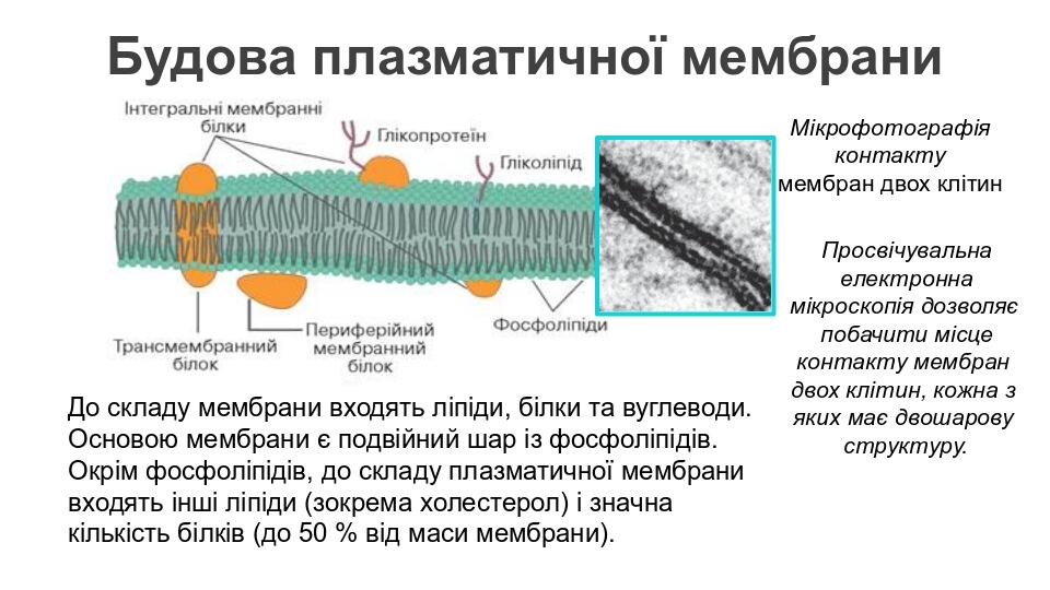 Будова плазматичної мембрани Мікрофотографія контакту мембран двох клітин До складу мембрани входять ліпіди, білки та вуглеводи. Основою мембрани є...