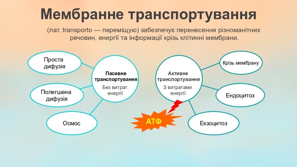 Мембранне транспортування (лат. transporto — переміщую) забезпечує перенесення різноманітних речовин, енергії та інформації крізь клітинні мембрани...