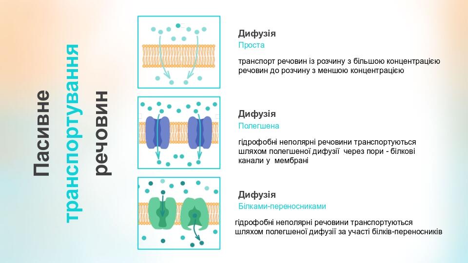 Пасивне транспортування речовин Дифузія Проста транспорт речовин із розчину з більшою концентрацією речовин до розчину з меншою концентрацією Дифуз...