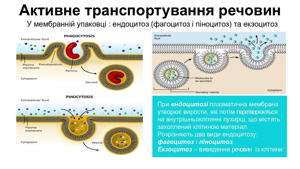 Активне транспортування речовин У мембранній упаковці : ендоцитоз (фагоцитоз і піноцитоз) та екзоцитоз При ендоцитозі плазматична мембрана утворює ...