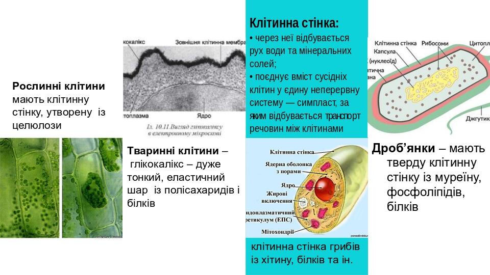 Клітинна стінка: • через неї відбувається рух води та мінеральних солей; • поєднує вміст сусідніх клітин у єдину неперервну систему — симпласт, за ...
