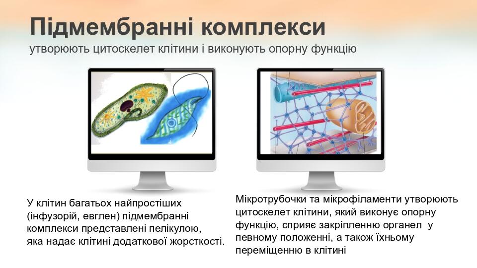 Підмембранні комплекси утворюють цитоскелет клітини і виконують опорну функцію У клітин багатьох найпростіших (інфузорій, евглен) підмембранні комп...