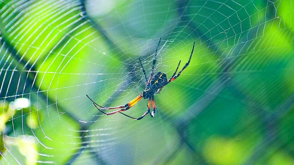 Why don't spiders get caught in their web... What rocket science do they have? , Why Don't Spiders Stick to their webs - DD Direct News