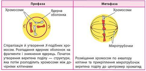 Клітинний цикл. Мітоз - Підручник з Біології. 9 клас. Задорожний - Нова  програма