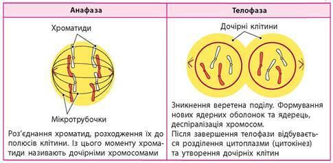 Клітинний цикл. Мітоз - Підручник з Біології. 9 клас. Задорожний - Нова  програма