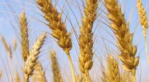 Сильні шукають Бога,  СлабкІ продадуть і брата,