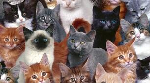 Котики-муркотики