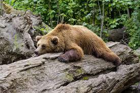 Карпатский бурый медведь – Король Карпат