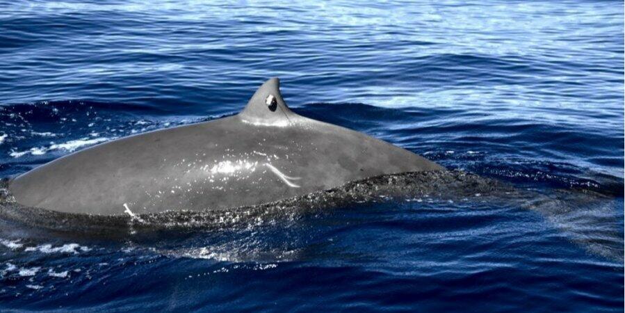 Скільки часу кит може провести під водою — дослідження / НВ