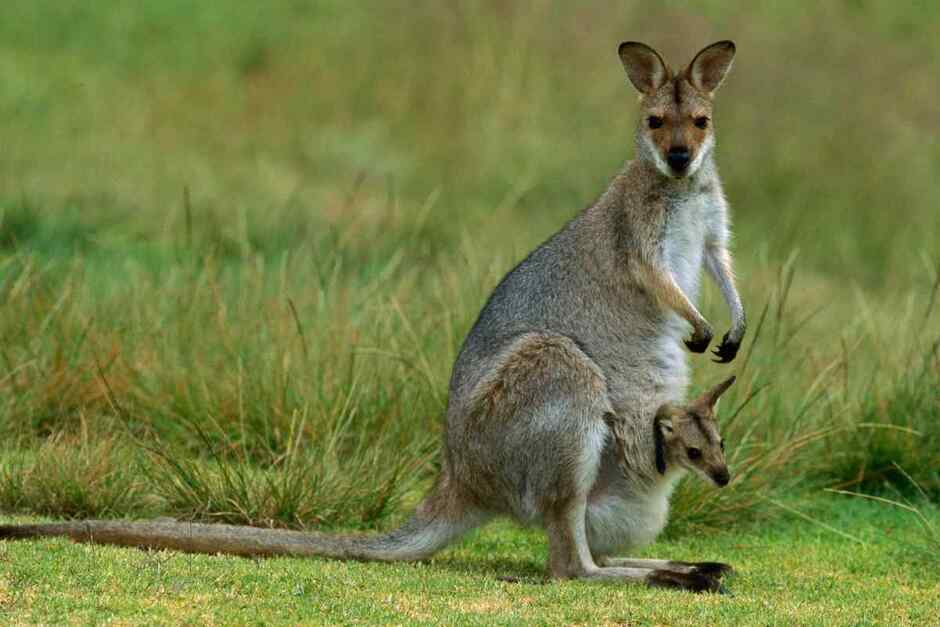 Чому в Австралії майже всі тварини сумчасті