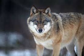 Заказать картину Дикий волк на холсте - Арт.42536 - каталог Животные