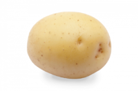 Potato Days variety expo › HZPC