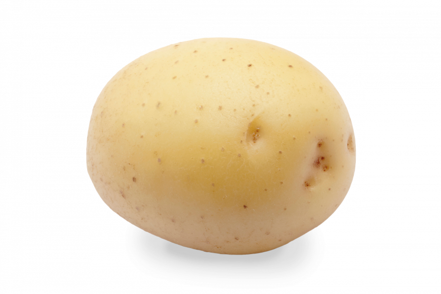Potato Days variety expo › HZPC