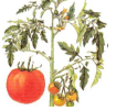 0201m7rs-ec11-105x101.png