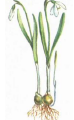 0201m8tf-bd51-108x175.png