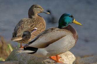 0201mar1-7c5d-331x221.jpg