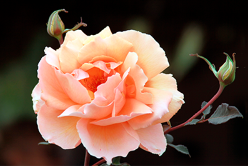 0201mc8o-5c7a-496x332.png