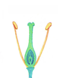 0201mdfw-d1ad-238x262.png