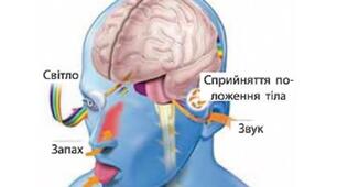 СЕНСОРНІ СИСТЕМИ