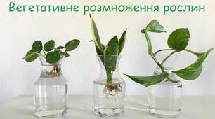Вегетативне розмноження рослин.